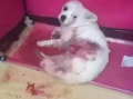虐狗视频,揭开残忍背后的黑暗面